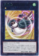 波紋鳥 Rare