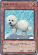 画像: 迷犬メリー N-Rare