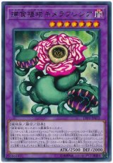 画像: 捕食植物キメラフレシア Rare