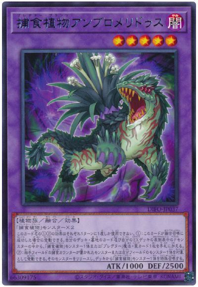 画像1: 捕食植物アンブロメリドゥス Rare (1)